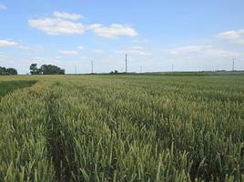 Земельный участок сельхозназначения 6000 Га