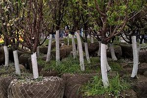 Хотите приобрести высококачественные кустарники и деревья?