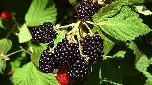 Земельный участок сельхозназначения 32 Га