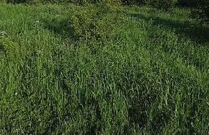 Земельный участок сельхозназначения 118 Га.