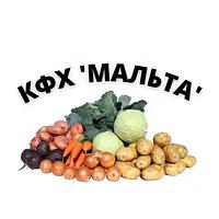 Овощи для борща оптом